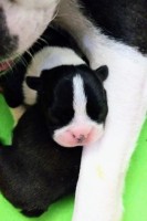 /album/fotogalerie-vrh-b/351106462-137345142687099-1652577275054887897-n-1-jpg/